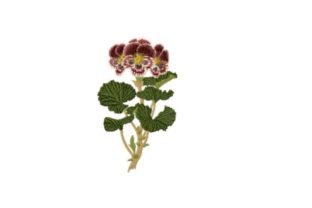 Pelargonium Auguste Miellez Embroidery Design