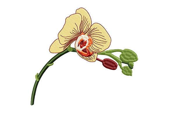Yellow Orchid Bud Flower Review